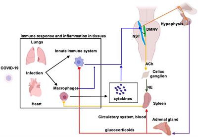 Non-invasive Auricular Vagus Nerve Stimulation as a Potential Treatment for Covid19-Originated Acute Respiratory Distress Syndrome